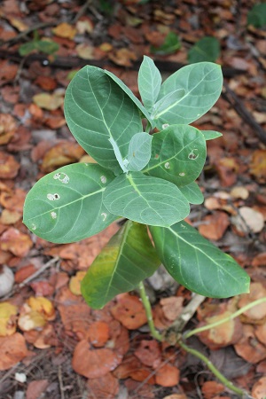 Calotropis procera