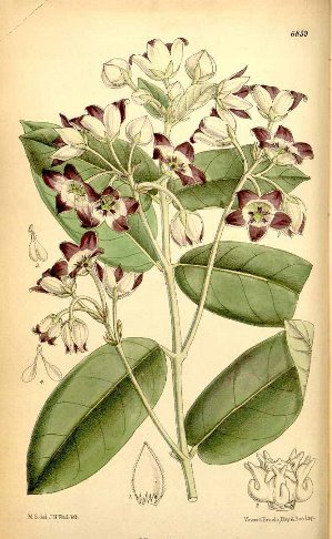 Calotropis procera