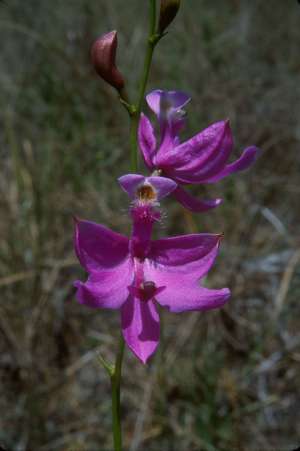 Calopogon tuberosus