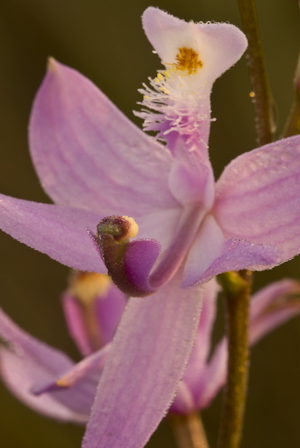 Calopogon tuberosus