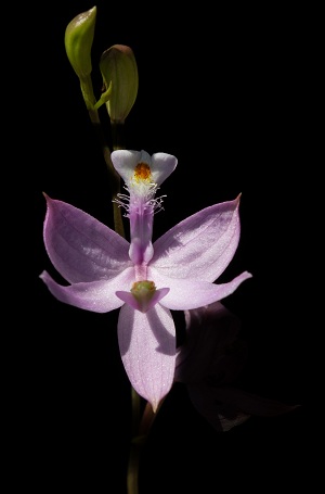 Calopogon tuberosus