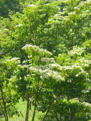 Calycophyllum candidissimum