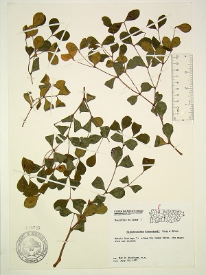 Calyptranthes kiaerskovii