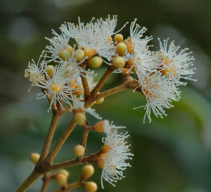 Calyptranthes pallens