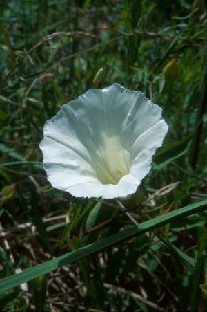 Calystegia sepium