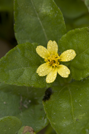 Calyptocarpus vialis