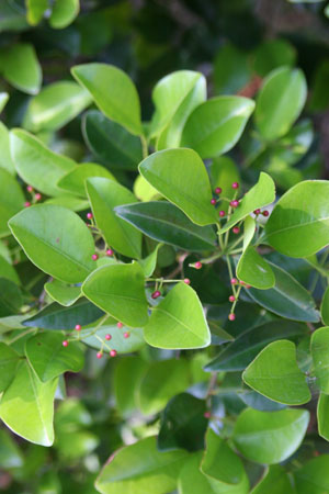 Calyptranthes zuzygium