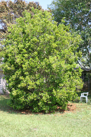 Calyptranthes zuzygium