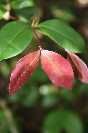 Calyptranthes zuzygium