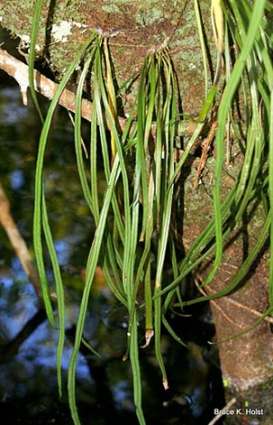 Campyloneurum angustifolium