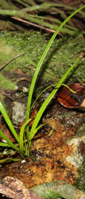 Campyloneurum angustifolium