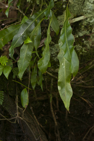 Campyloneurum costatum