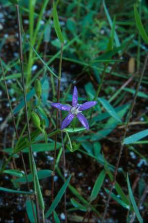 Campanula floridana