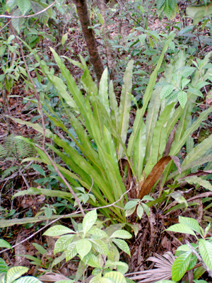 Campyloneurum phyllitidis