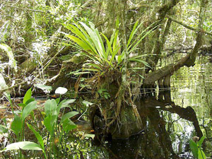 Campyloneurum phyllitidis