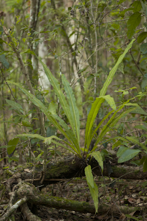 Campyloneurum phyllitidis