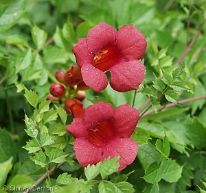 Campsis radicans