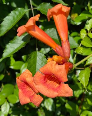 Campsis radicans