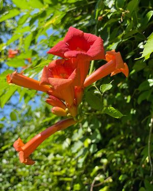 Campsis radicans