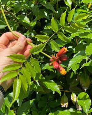 Campsis radicans