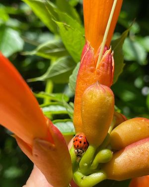 Campsis radicans