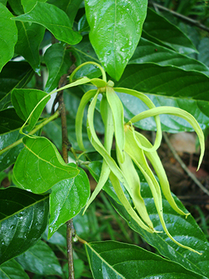 Cananga odorata