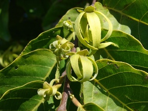 Cananga odorata