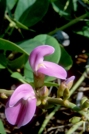 Canavalia rosea