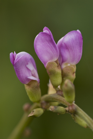 Canavalia rosea