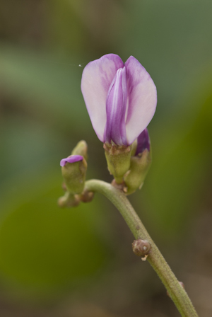 Canavalia rosea