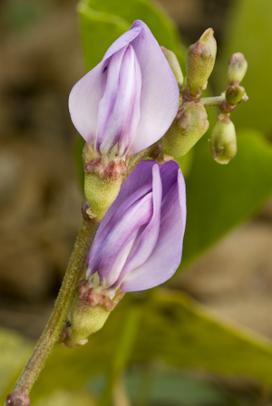 Canavalia rosea