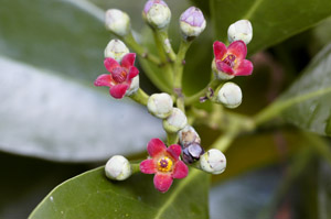 Canella winterana