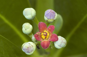 Canella winterana