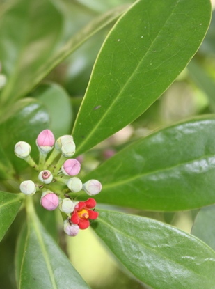 Canella winterana