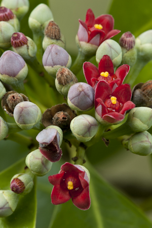 Canella winterana