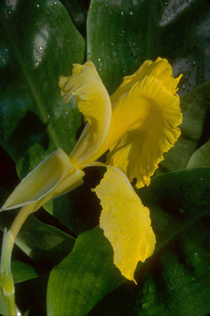 Canna flaccida