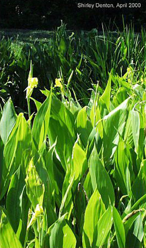 Canna flaccida