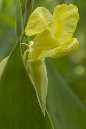 Canna flaccida