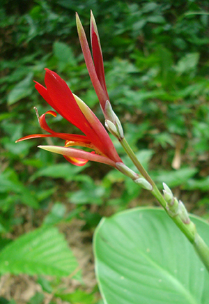 Canna indica