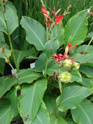 Canna indica