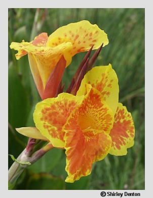 Canna x generalis