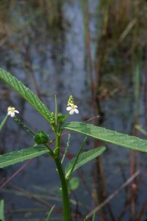 Caperonia castaneifolia