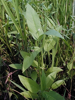 Caperonia palustris