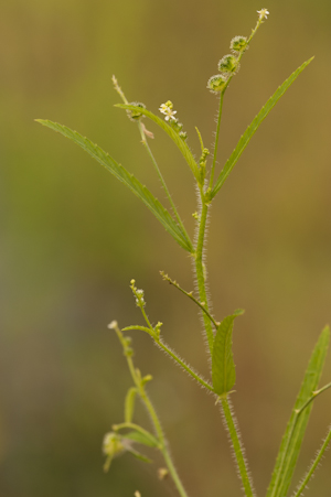 Caperonia palustris