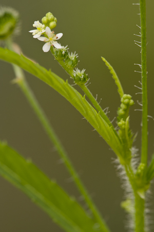 Caperonia palustris