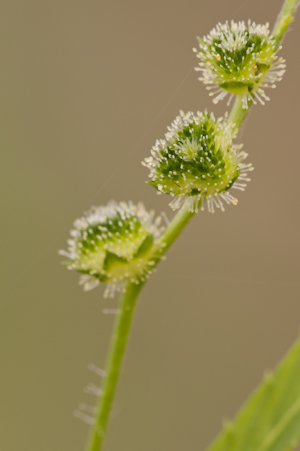 Caperonia palustris