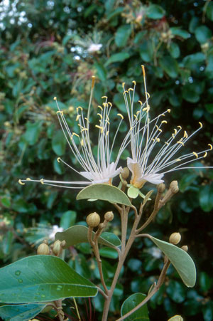 Quadrella cynophallophora