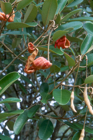 Quadrella cynophallophora