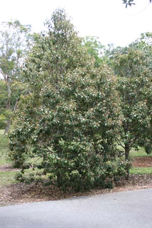 Quadrella cynophallophora