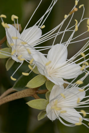 Quadrella cynophallophora